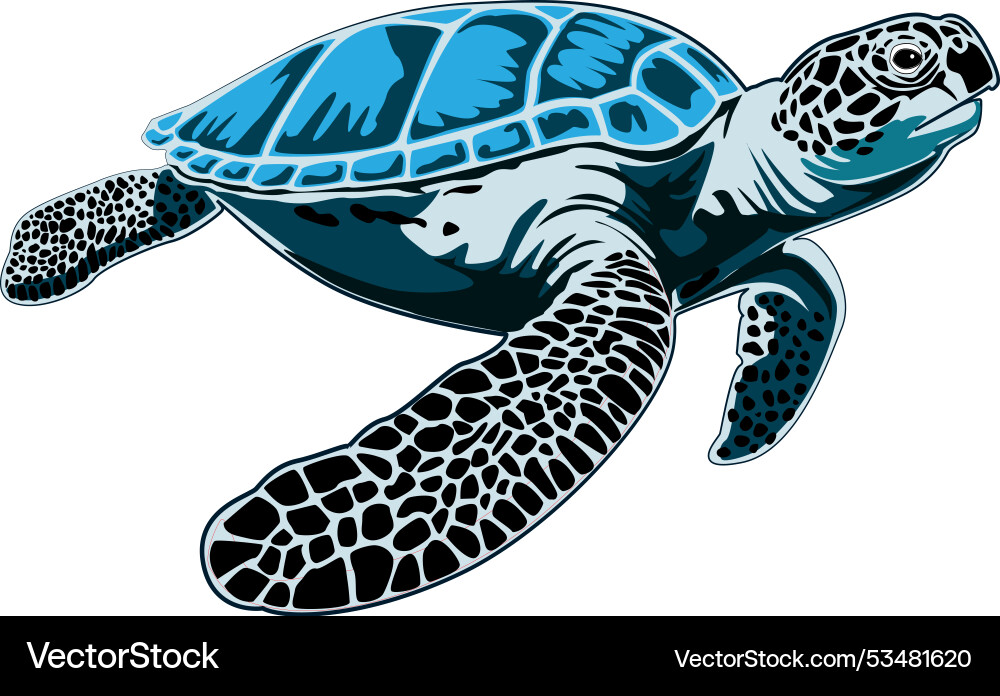 Graphic sea turtle Royalty Free Vector Image - VectorStock