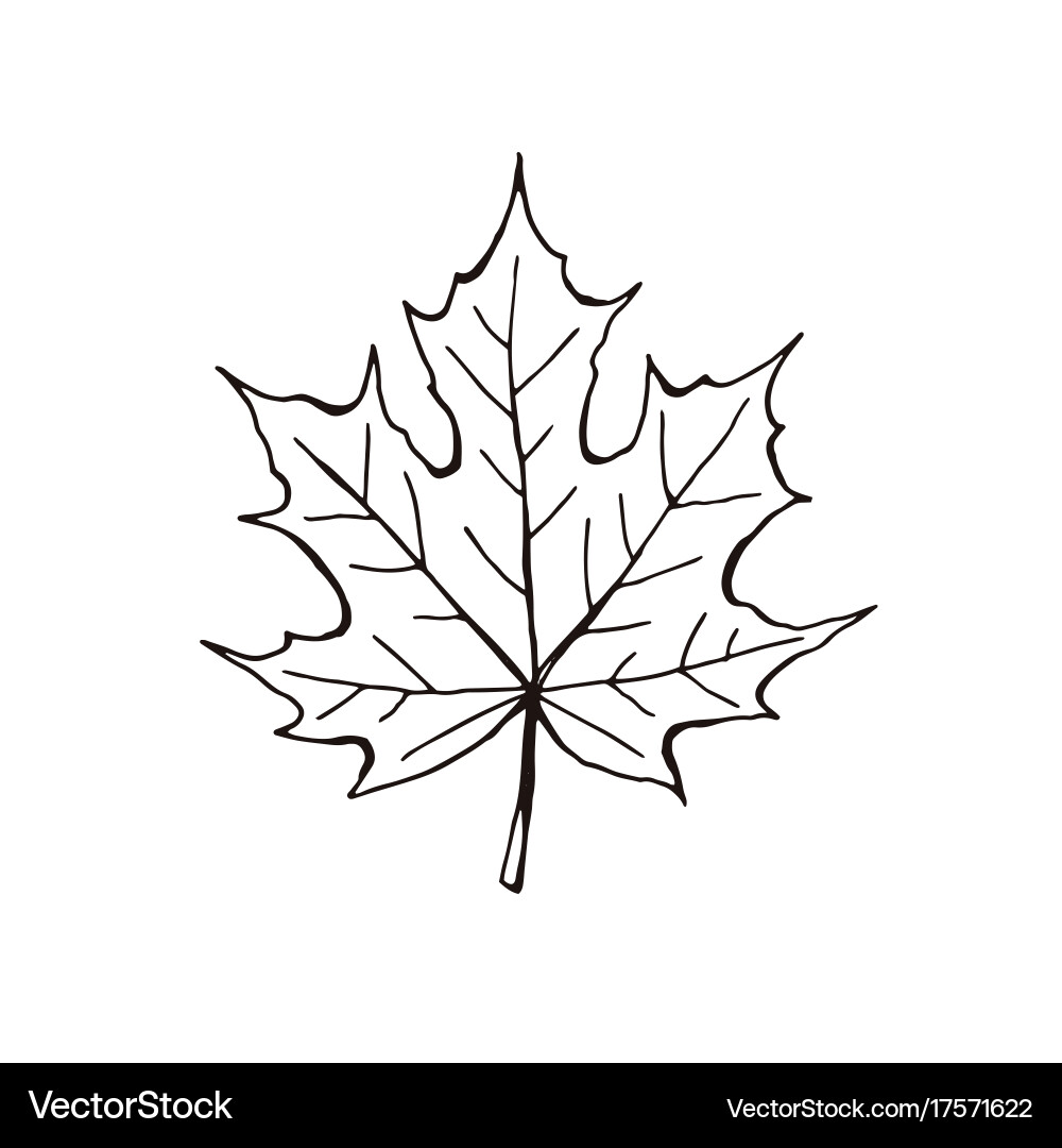 Maple Leaf Icon - Isolated Royalty Free Vector Image