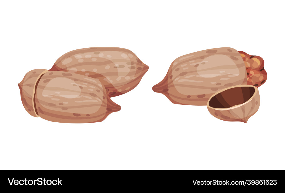 Pecan nuts set unpeeled nutshells healthy Vector Image