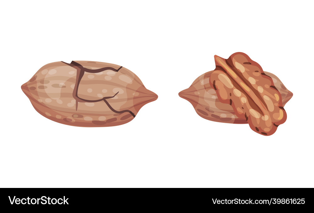 Pecan nuts set unpeeled nutshell and shelled Pecan nuts set unpeeled nutshell and shelled vector image