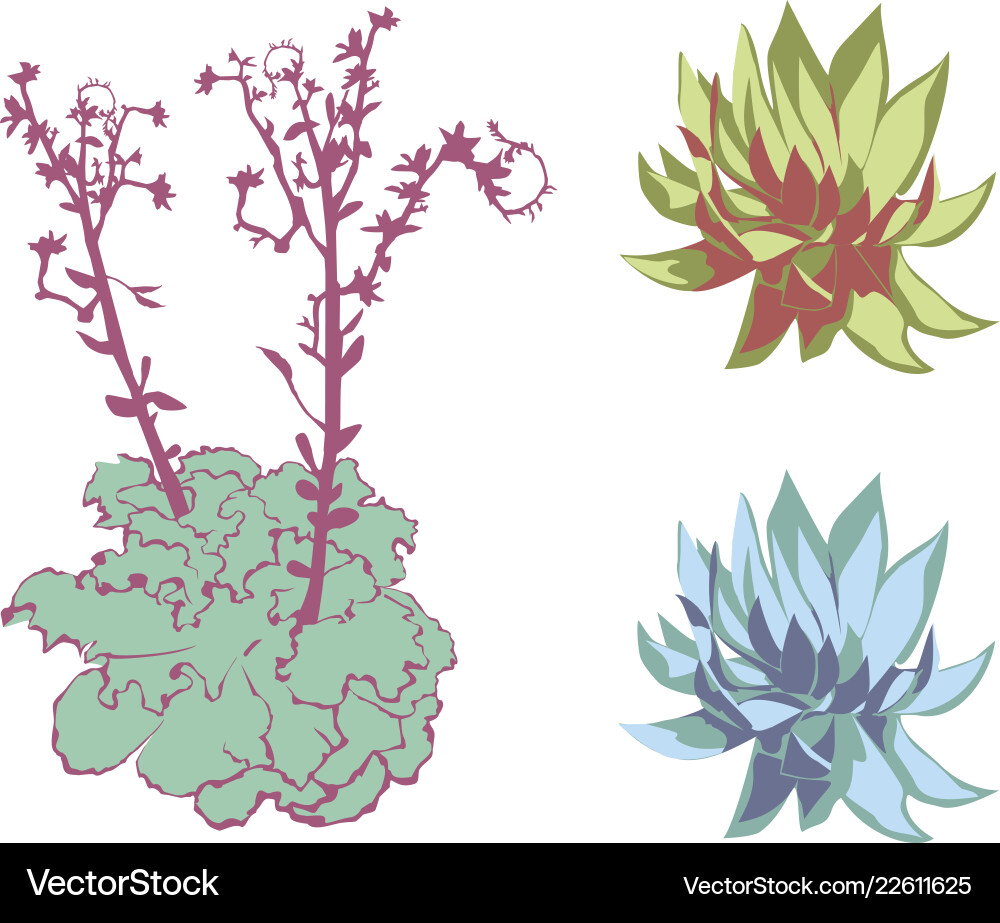 Succulent on white background group of objects Vector Image