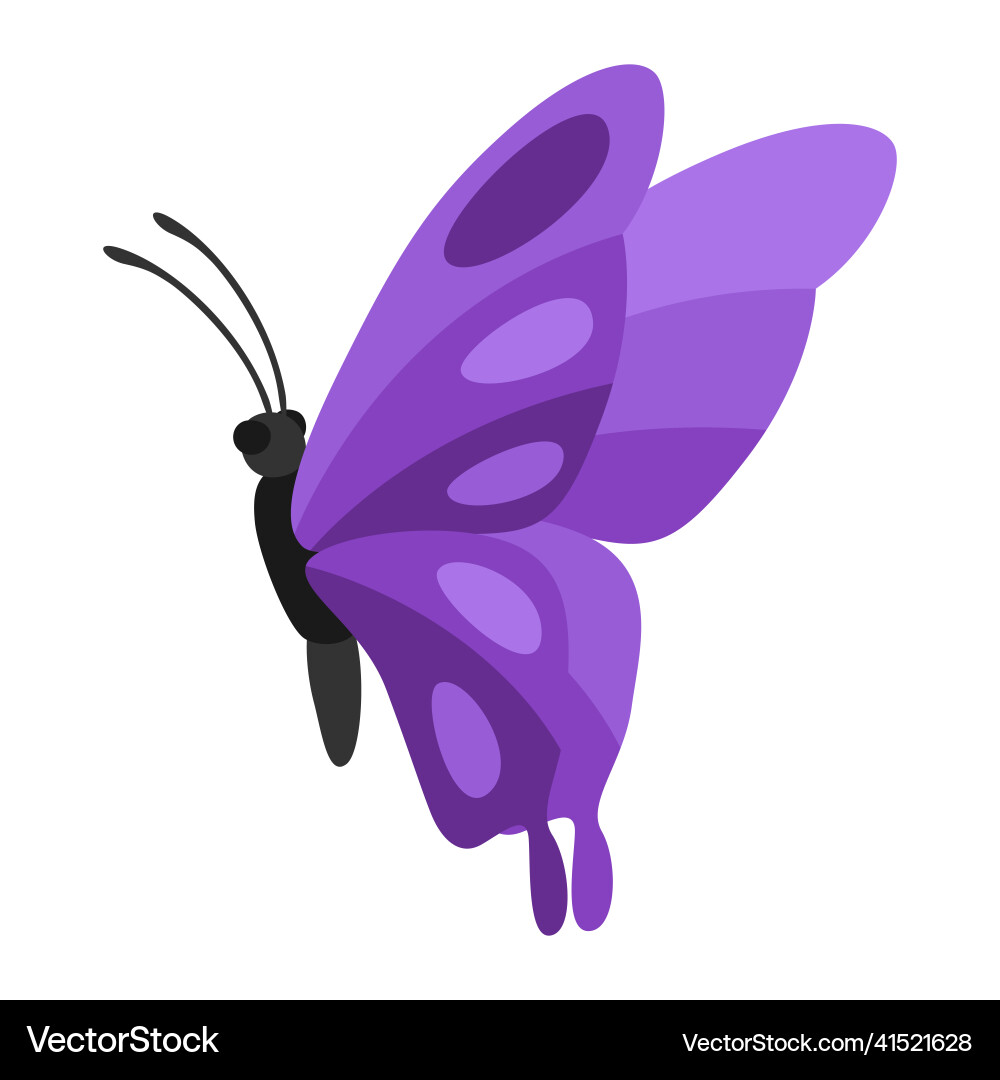 Colorful Butterfly Vector Image