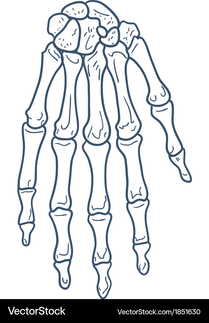 Hand Skeleton Part - Isolated Vector Image