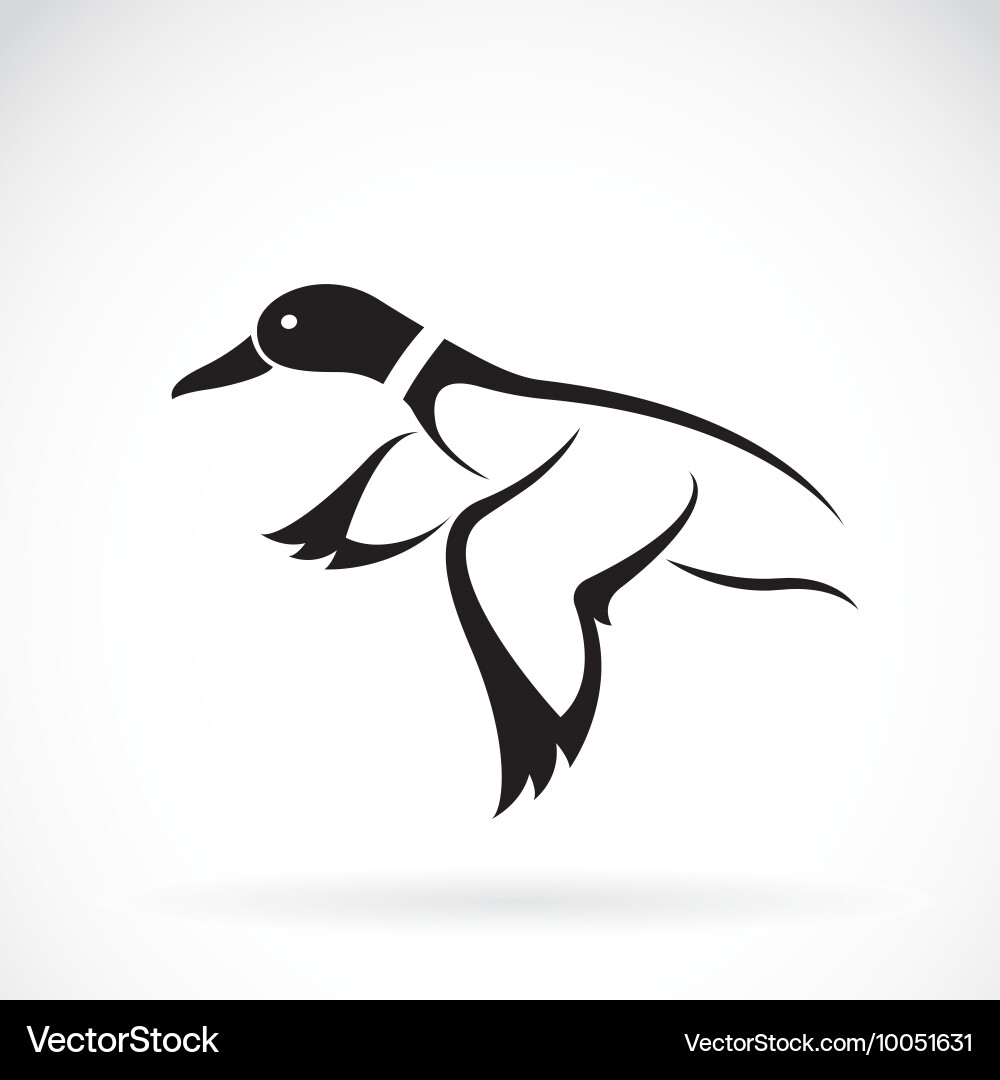 Wild duck vector image