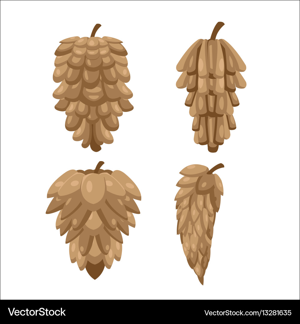 Pine cones collection isolate set Vector Image