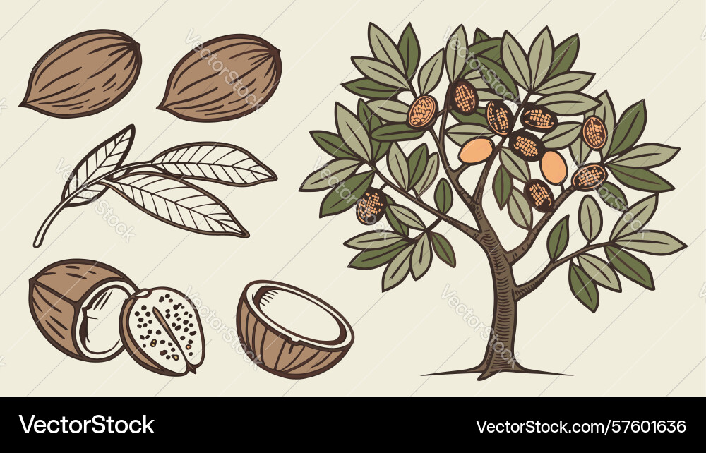 Walnut tree with nuts and leaves design Vector Image