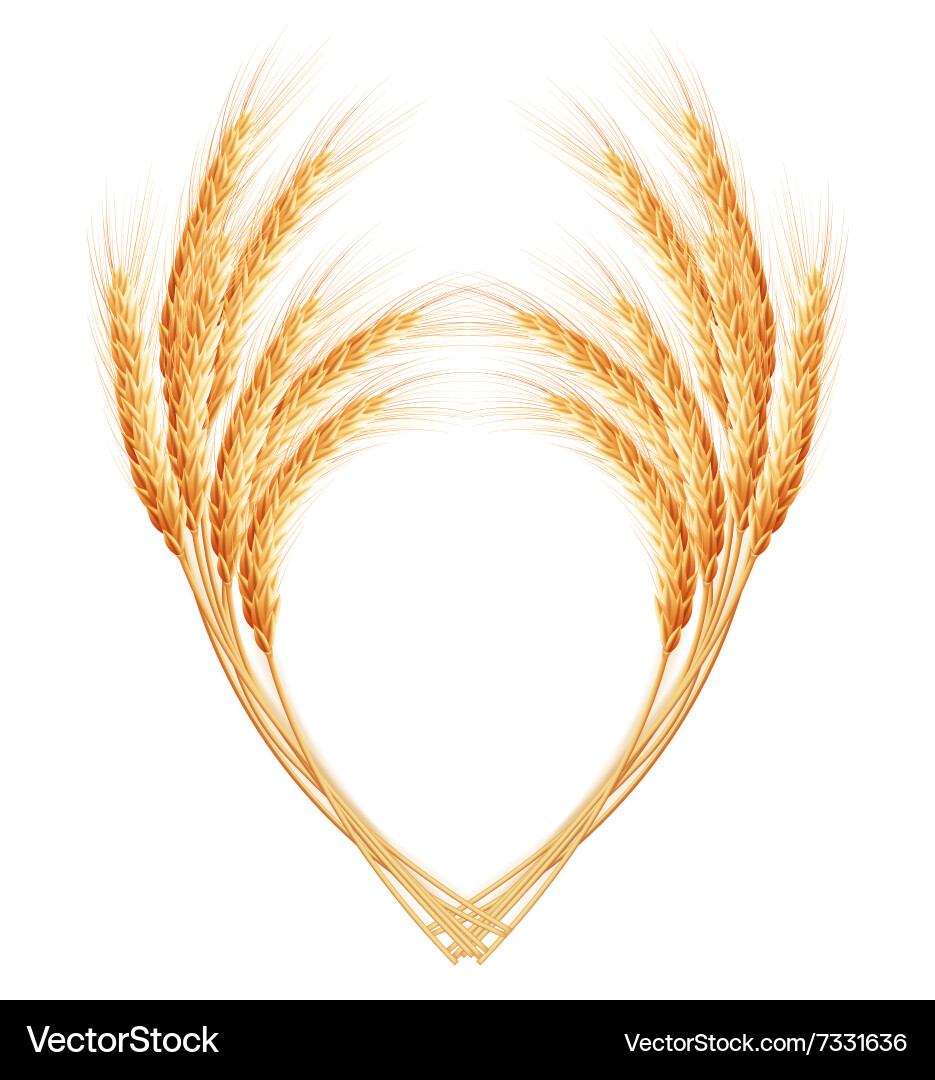 Wheat ears with space for text eps 10 Vector Image