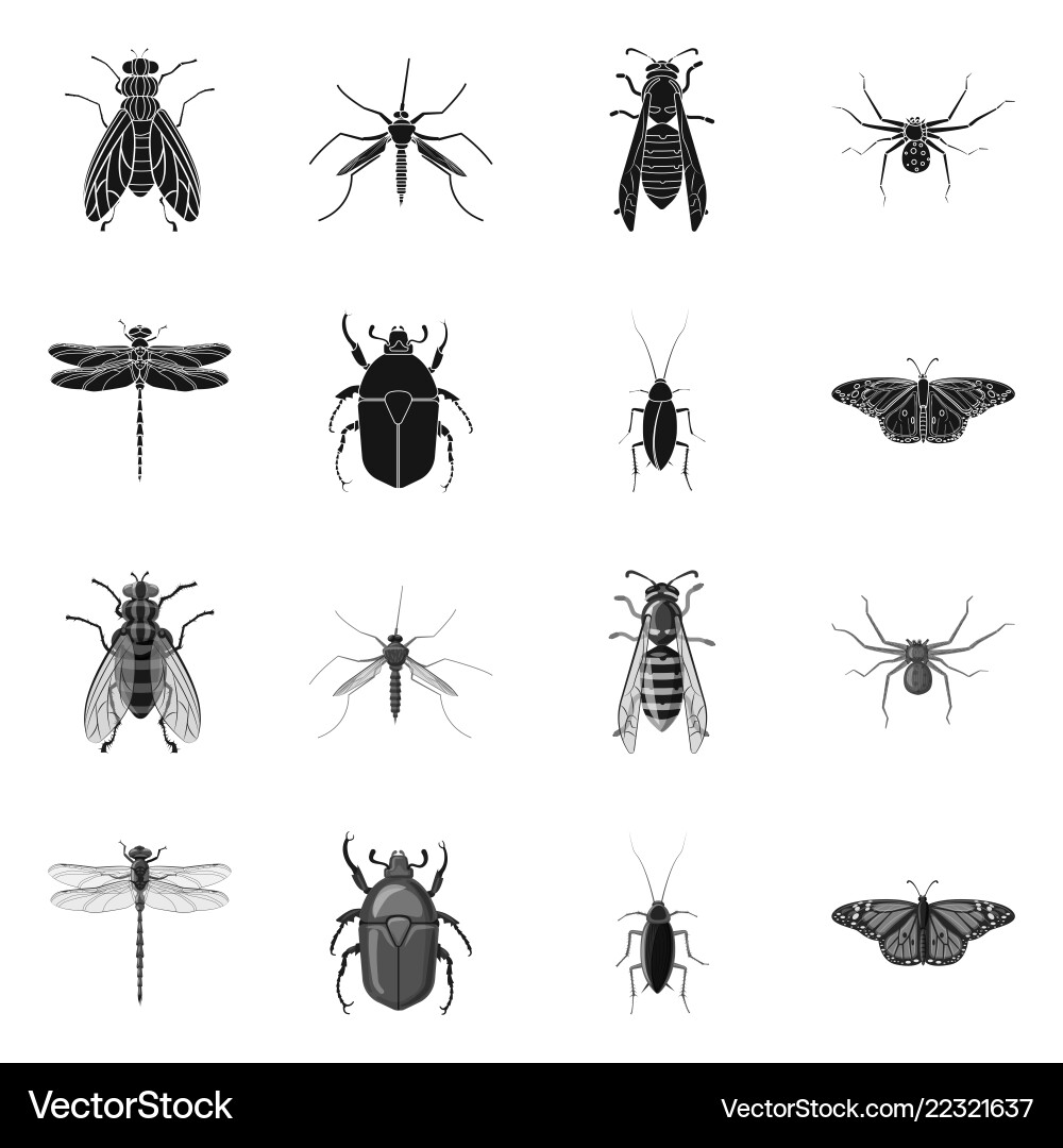 Isolated object of insect and fly icon collection Isolated object of insect and fly icon collection vector image