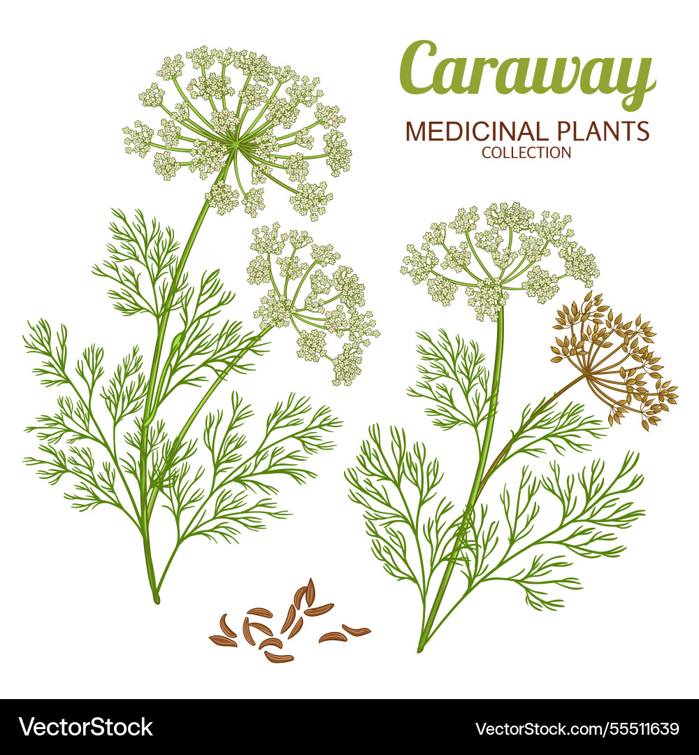 Caraway plant colored detailed Caraway plant colored detailed vector image