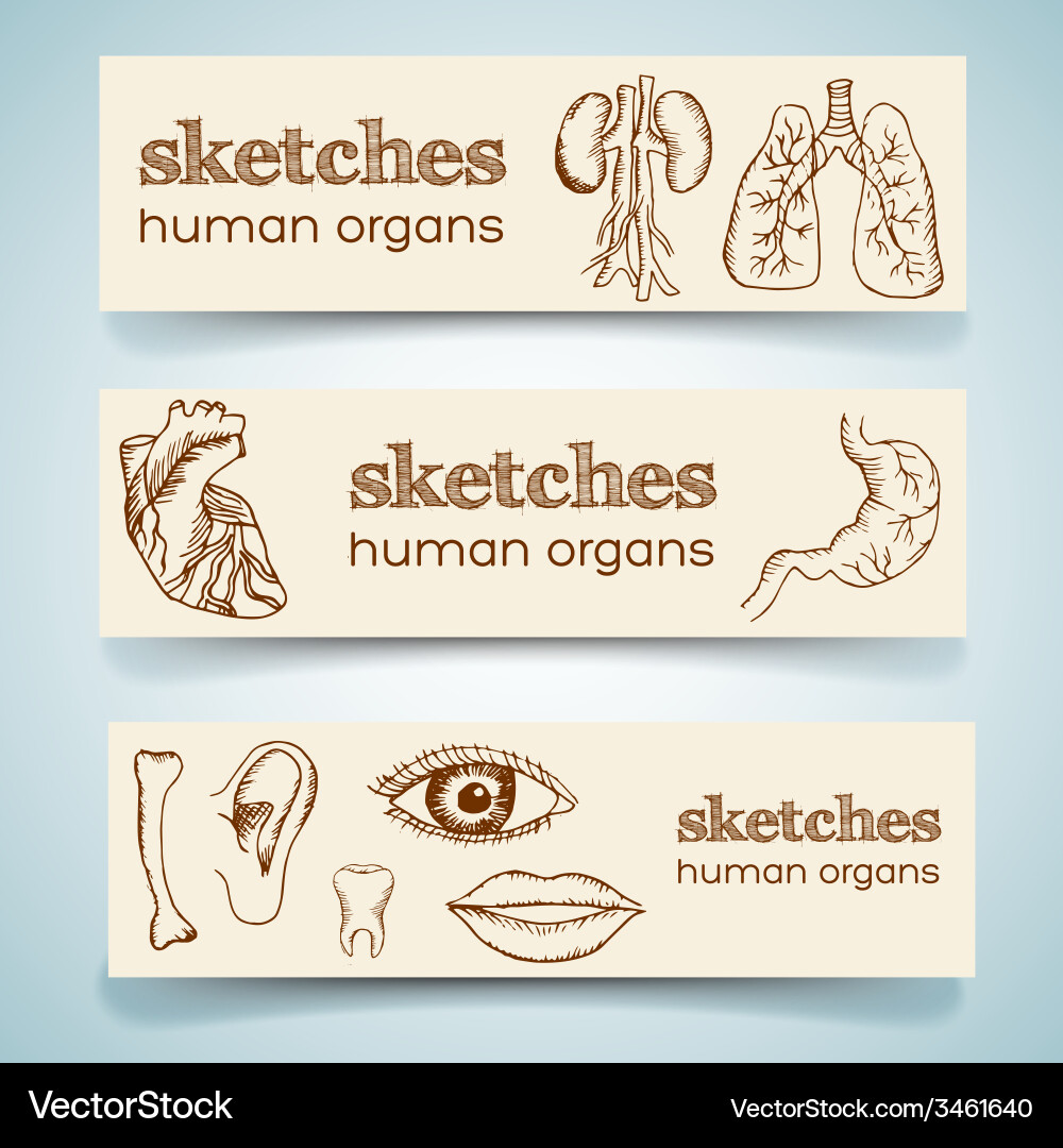 Human organs in sketches style set vertical Vector Image