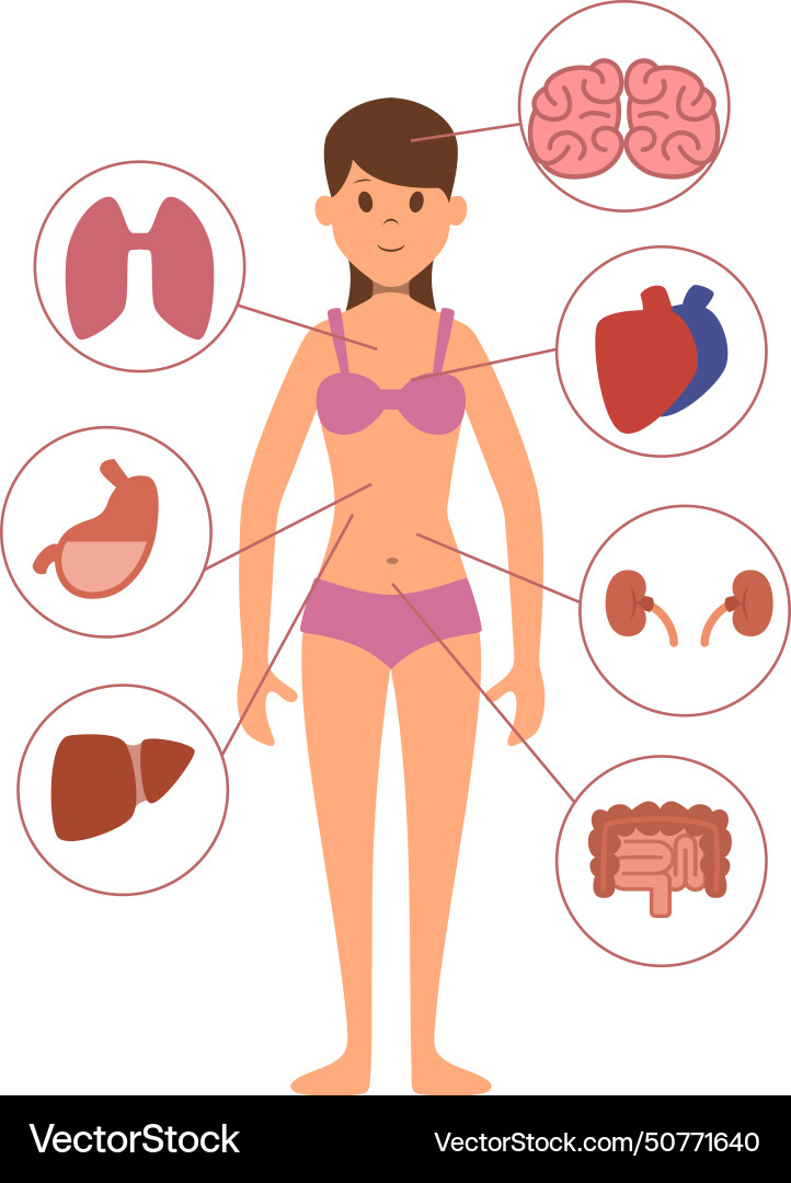 Woman body organs female anatomy medical Woman body organs female anatomy medical vector image