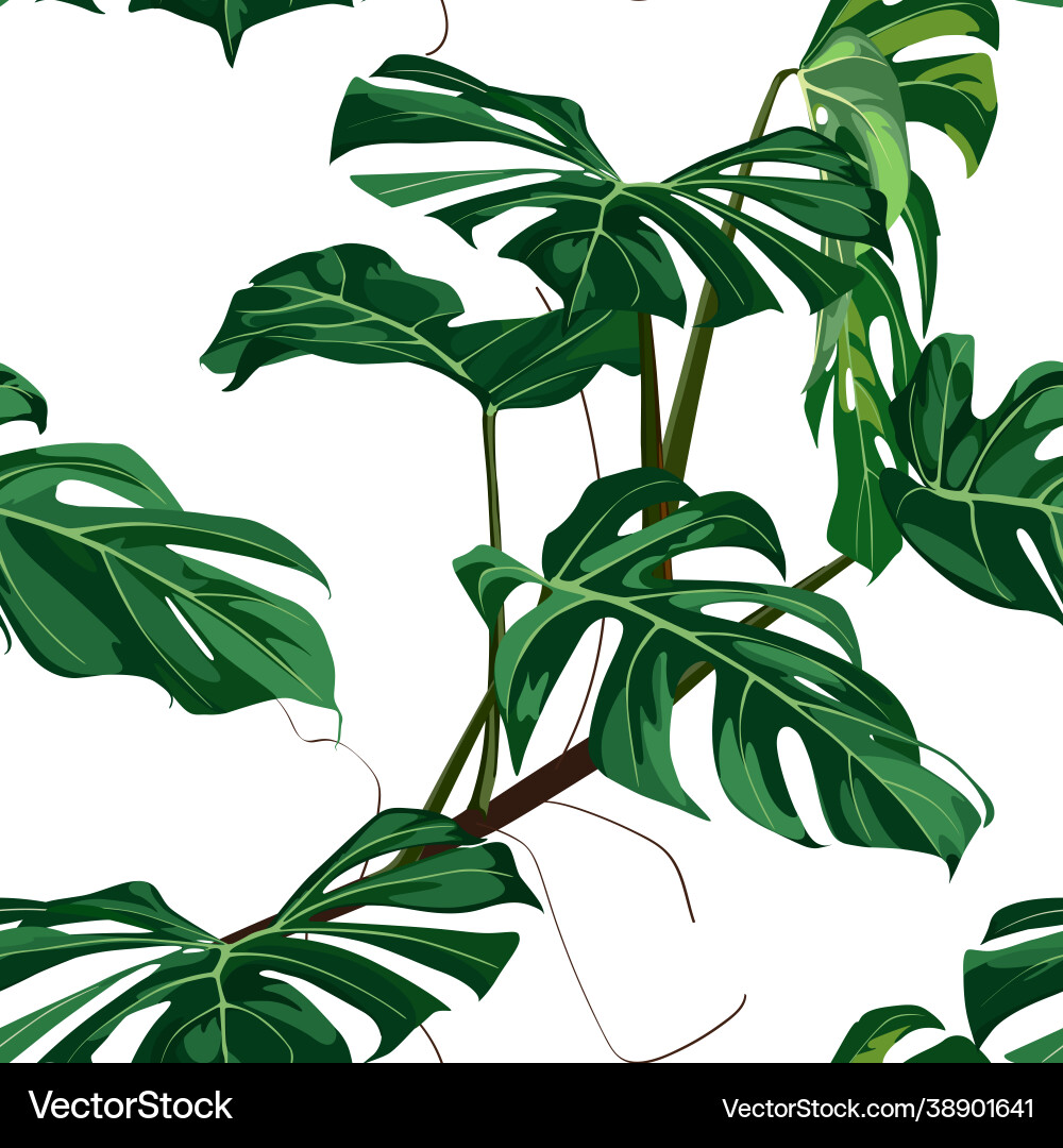 Tropische grüne Monstera Pflanzen Hintergrund Tropische grüne Monstera Pflanzen Hintergrund vektorbild