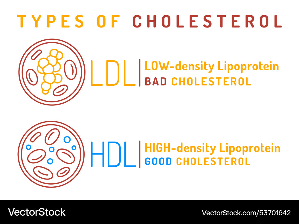 Hdl good and ldl bad cholesterol infographic Hdl good and ldl bad cholesterol infographic vector image