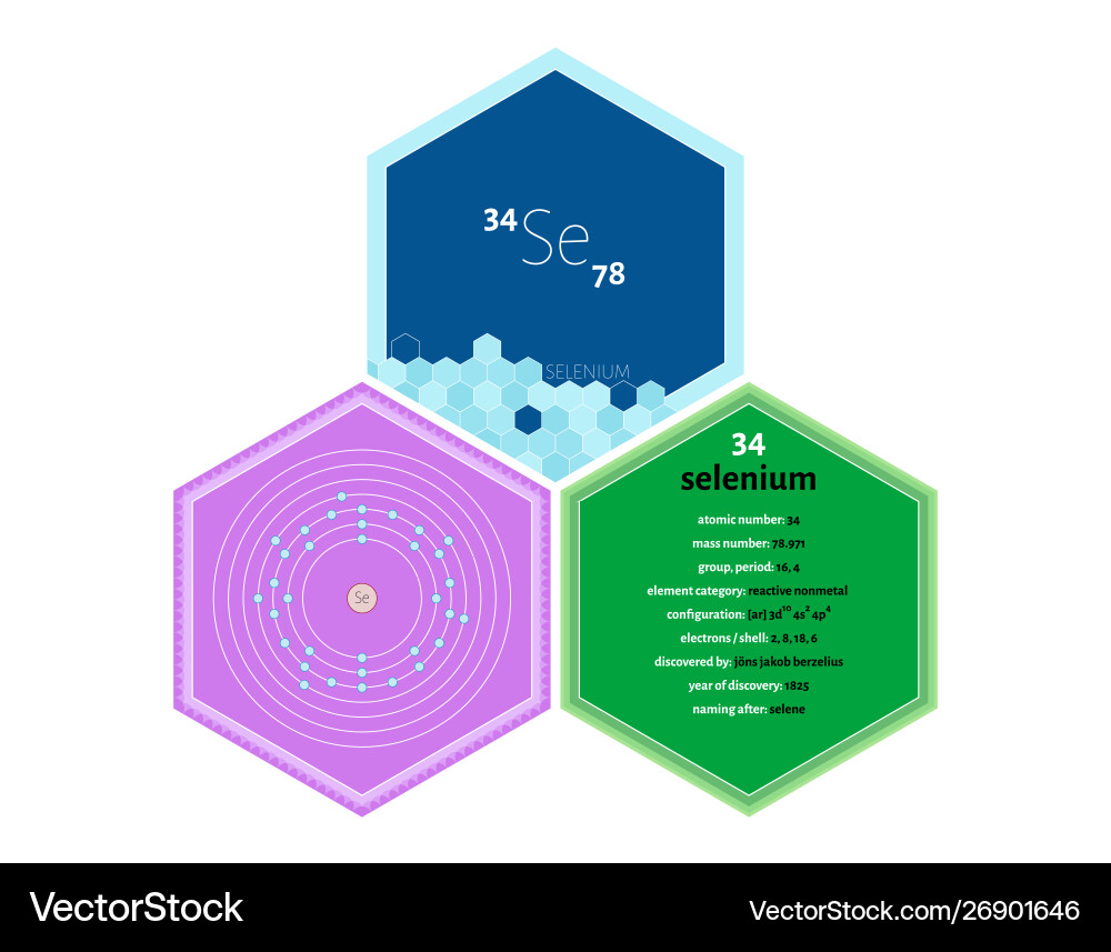 Infographics element selenium vector image