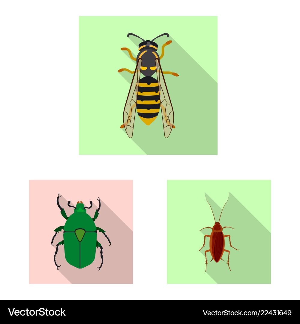 Isolated object of insect and fly icon set Isolated object of insect and fly icon set vector image
