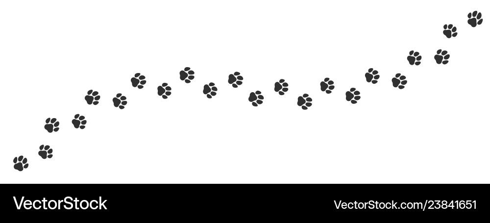 Cute Paw Print Trail on White Background vector image