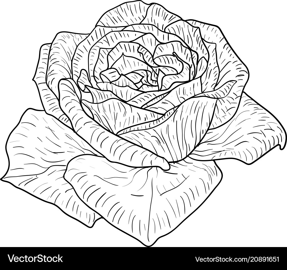 Schöne monochrome Skizze schwarz und weiße Rose Schöne monochrome Skizze schwarz und weiße Rose vektorbild