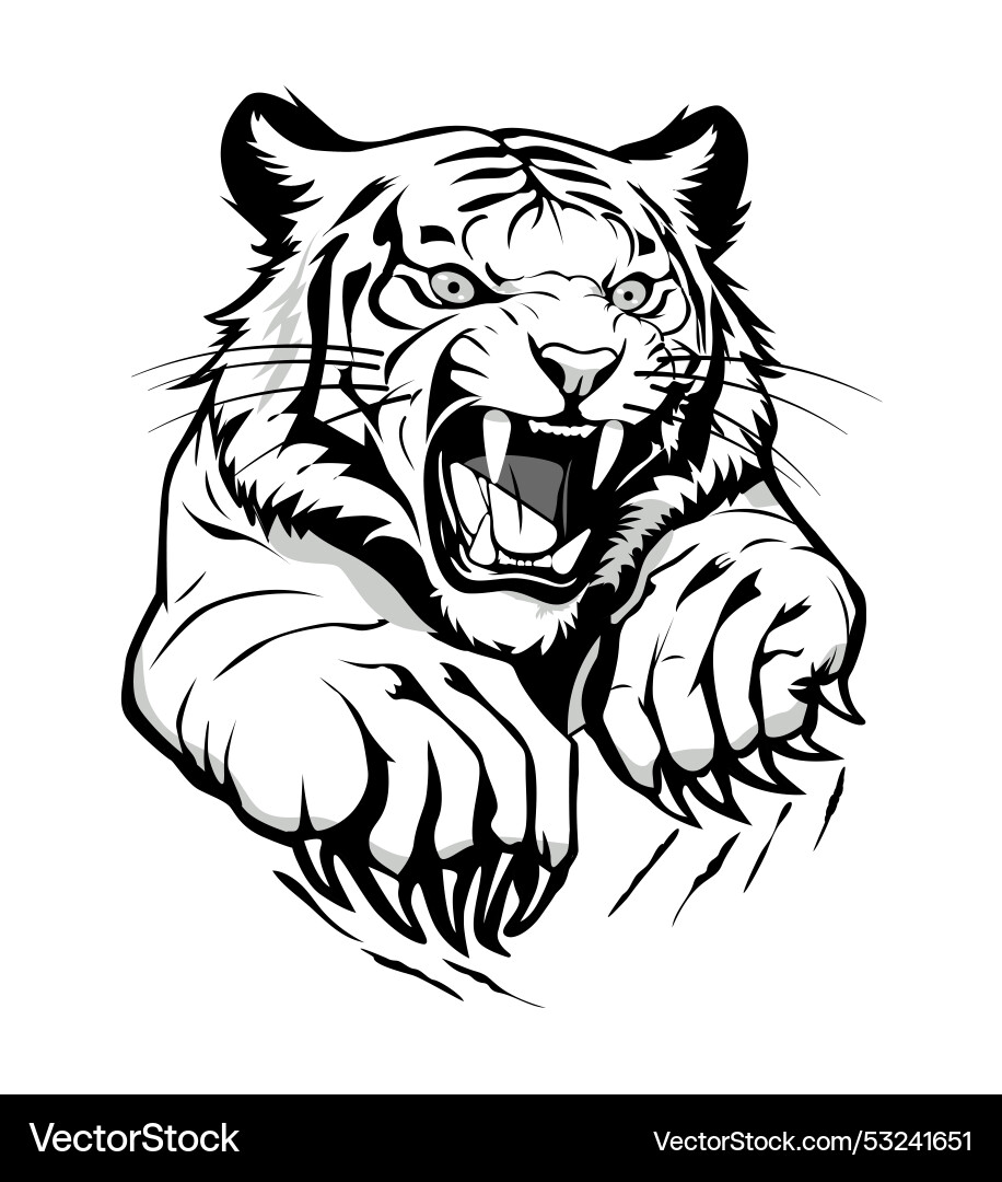 Tiger with sharp claws vector image