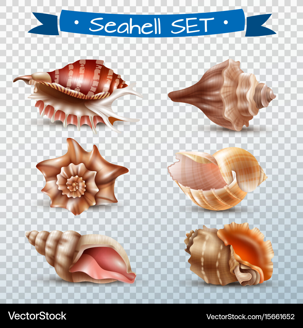 Beautiful Seashell Set Vector Image