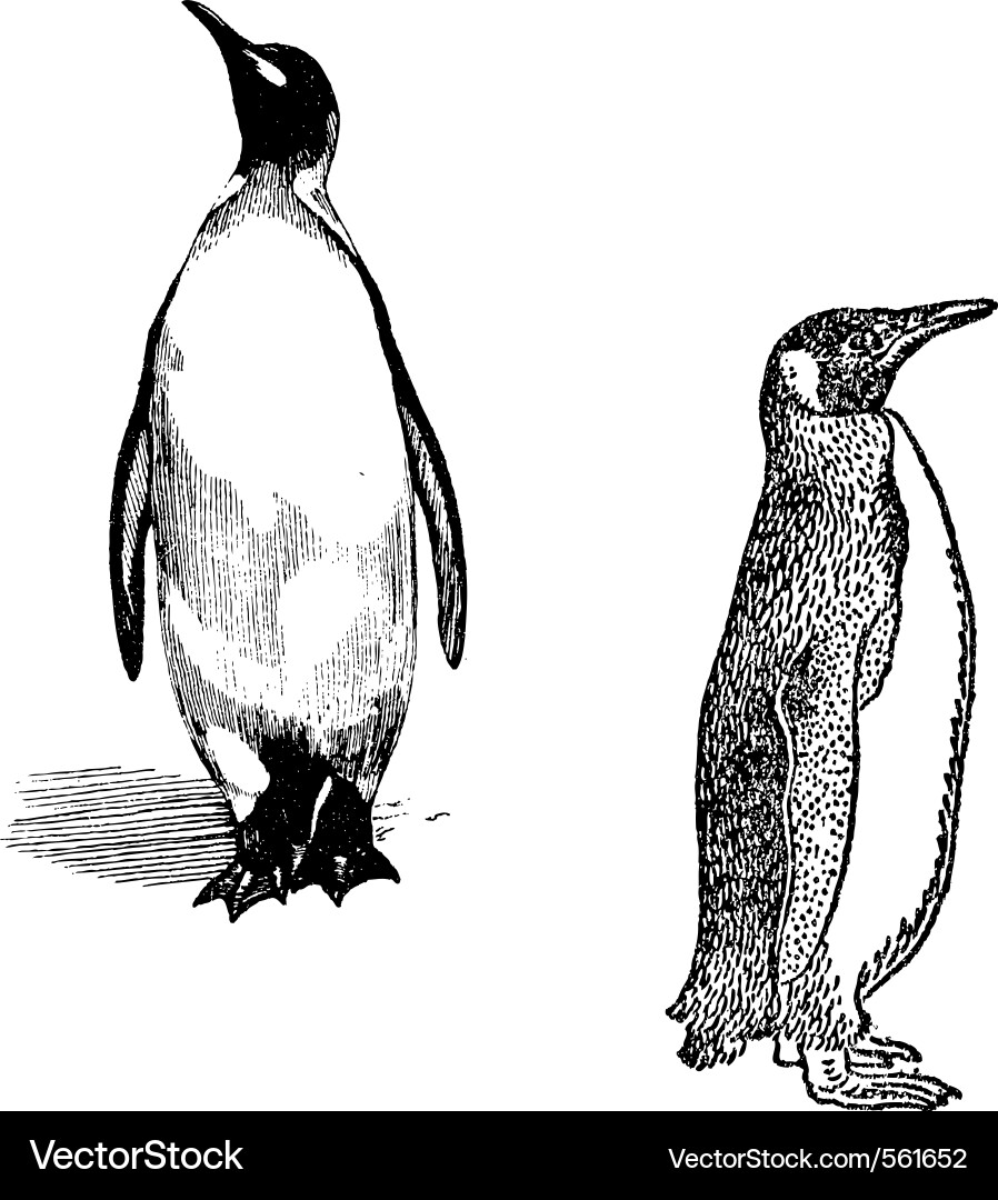 Penguin Outline - Computer Graphic Vector Image