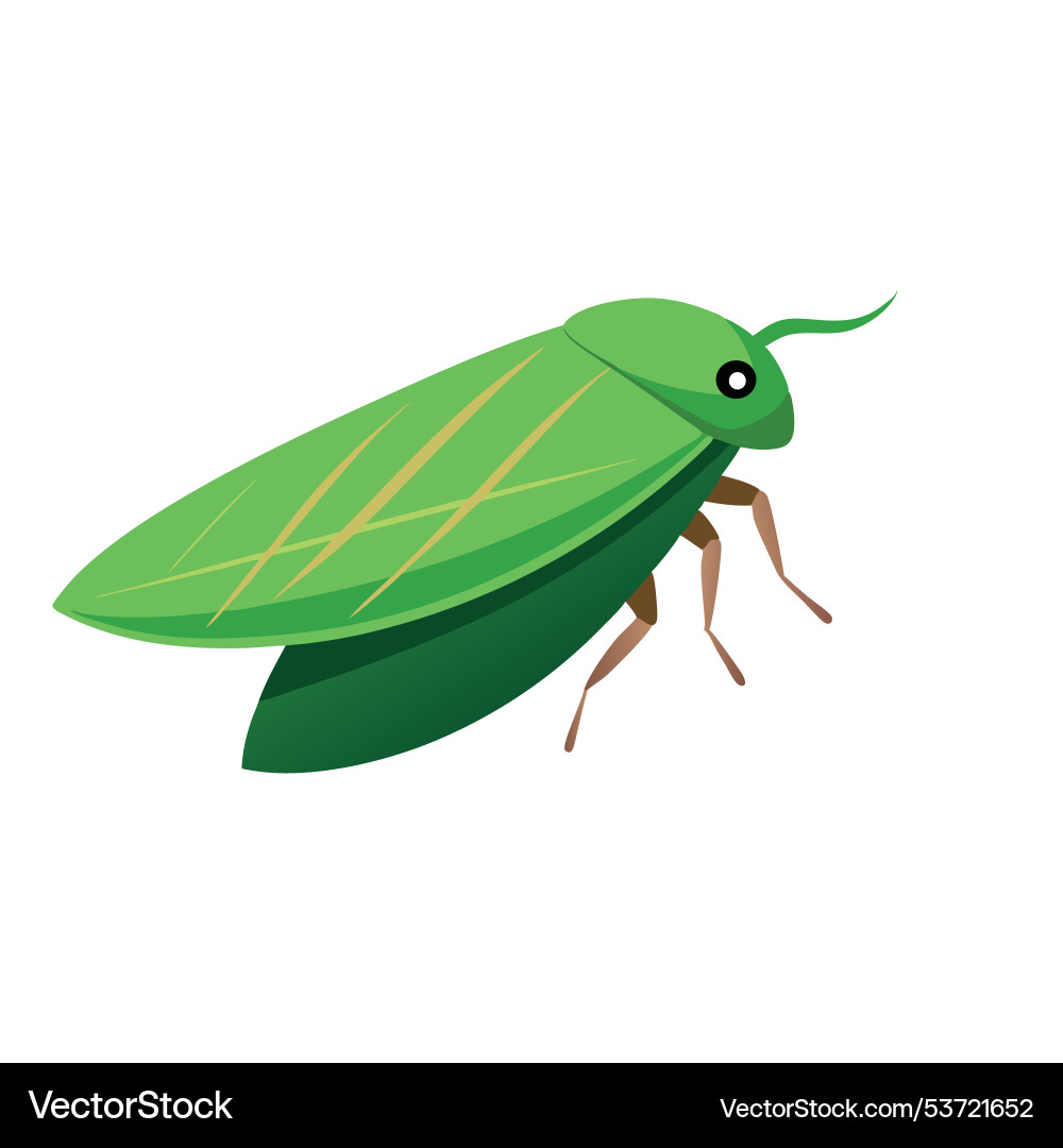 Treehopper insect isolated flat white background vector image