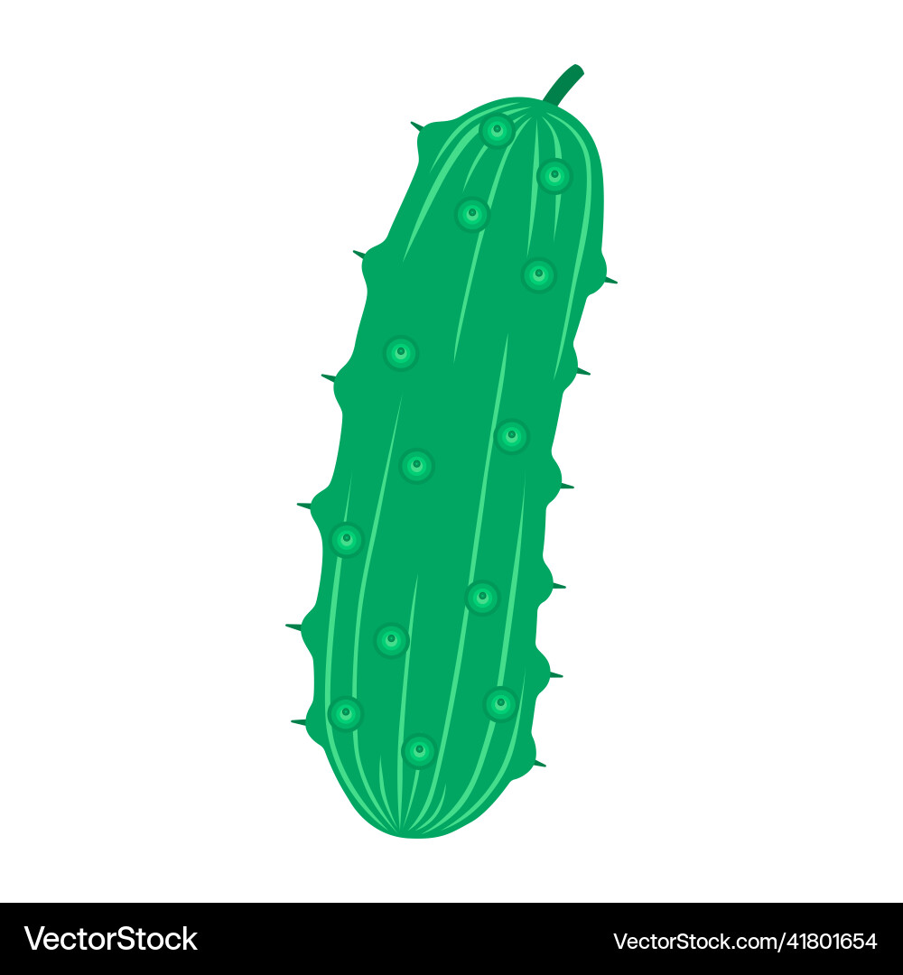 Fresh cucumber isolated on white background Fresh cucumber isolated on white background vector image