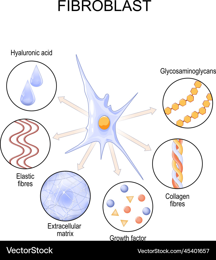 Fibroblast cell structure and function vector image