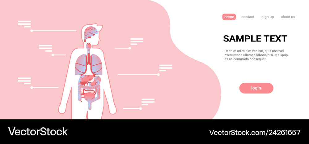 Major human body internal organs inside anatomical Major human body internal organs inside anatomical vector image