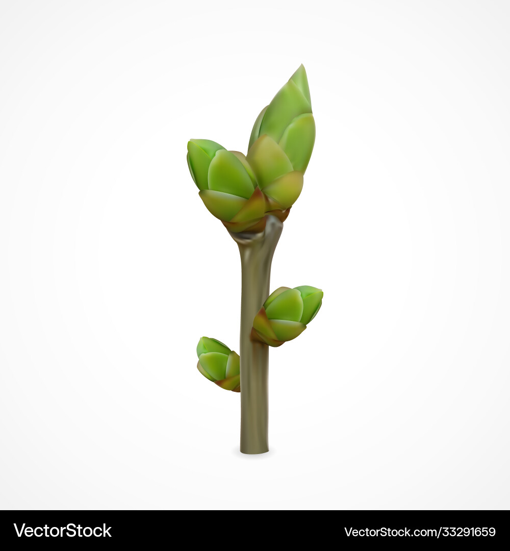 Spring twig with buds Spring twig with buds Vector Image