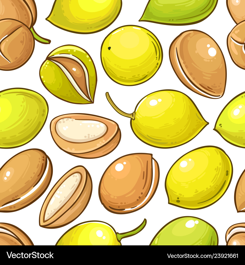 Argan nuts pattern on white background Argan nuts pattern on white background vector image