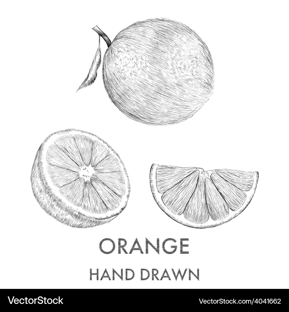 Orange Segment Sketch vector image