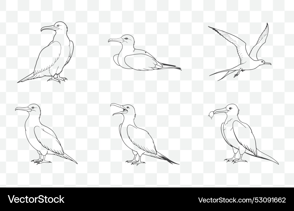 Print elegant frigatebird line art set Vector Image