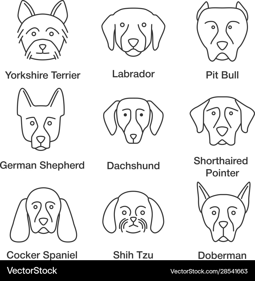 Dogs breeds linear icons set vector image