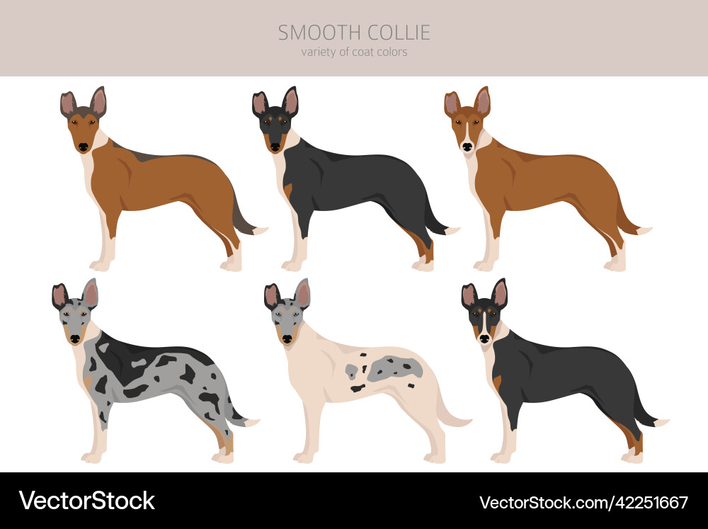 Smooth collie coat colors different poses clipart Smooth collie coat colors different poses clipart vector image