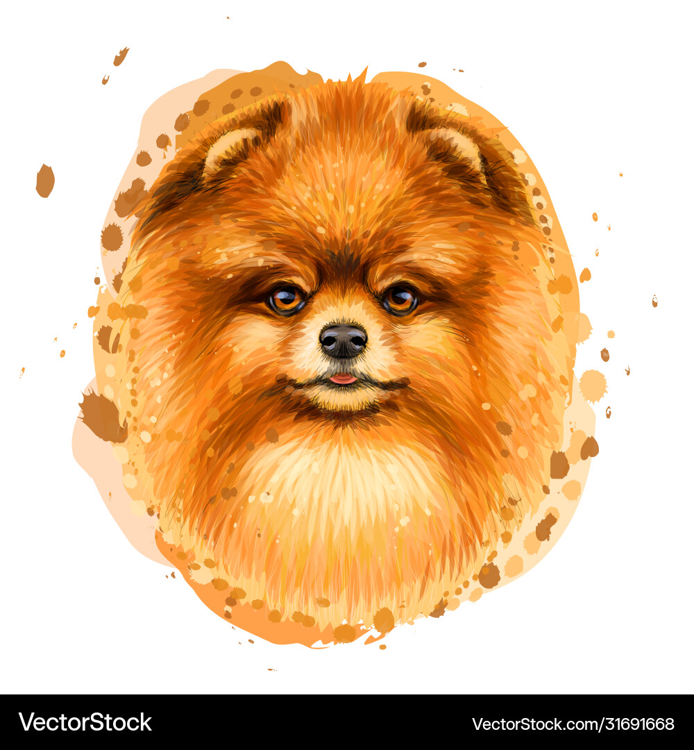 Color portrait a pomeranian spitz vector image