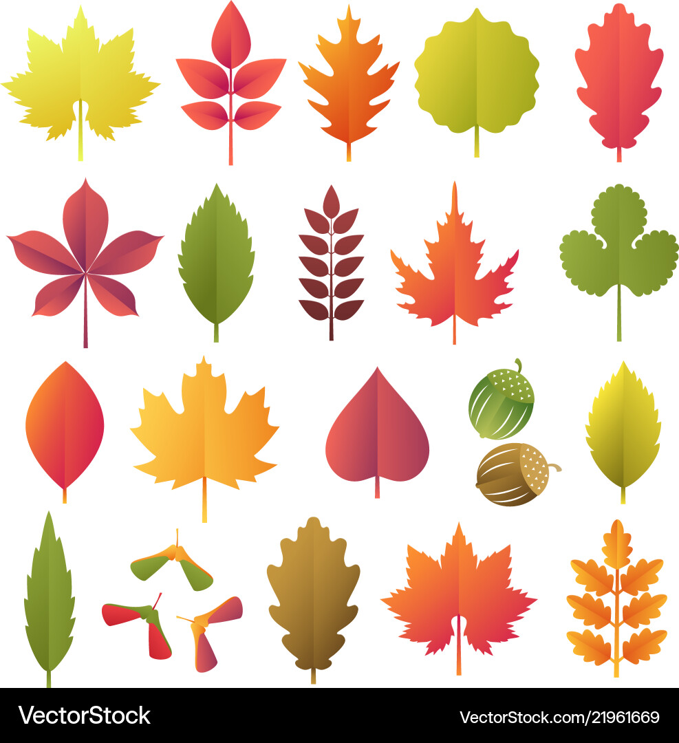 Bunte Herbstblätter auf weiß isoliert gesetzt Bunte Herbstblätter auf weiß isoliert gesetzt vektorbild