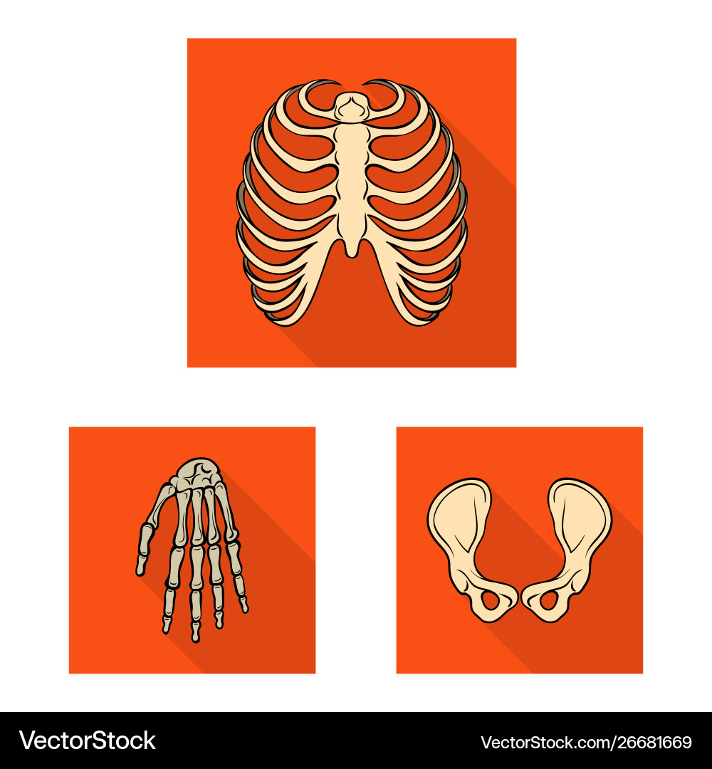 Isolated object bone and skeleton icon set Vector Image
