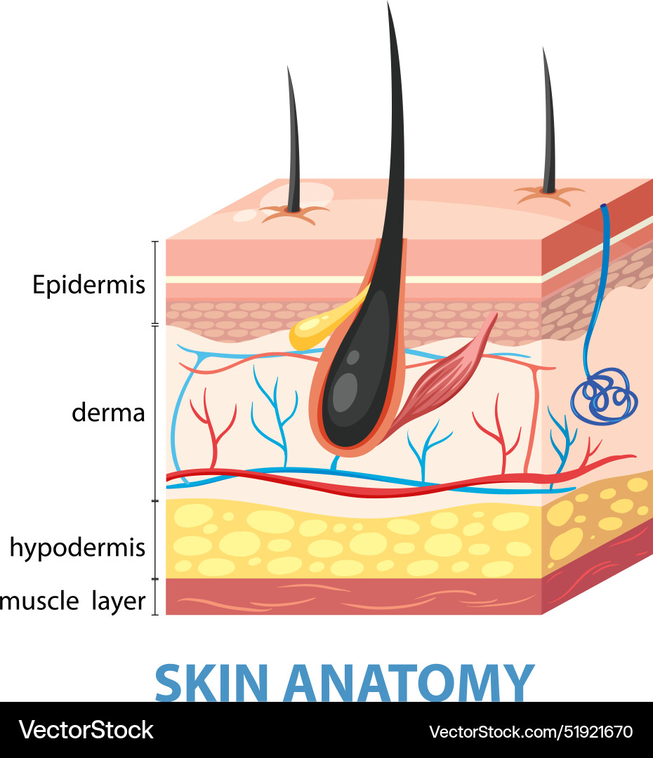 Labeled diagram of skin layers and structures Labeled diagram of skin layers and structures vector image