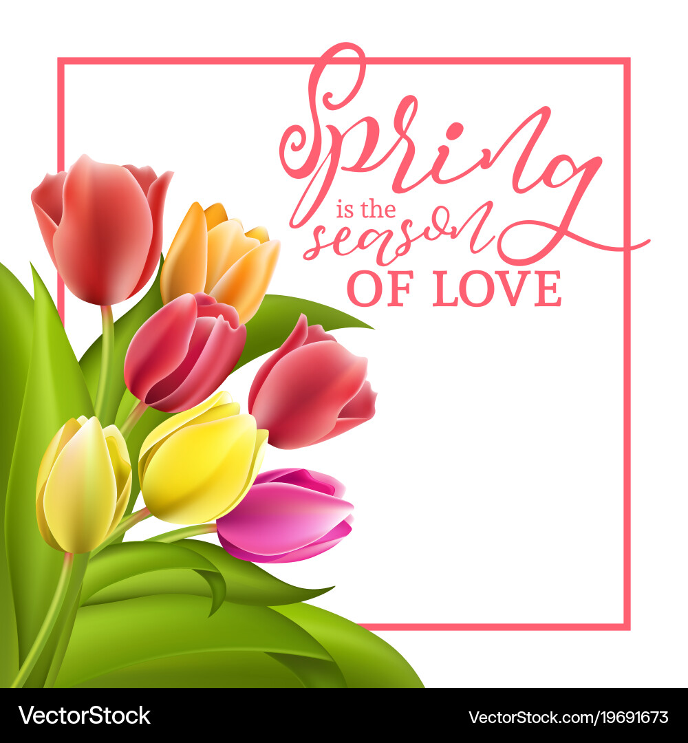 Spring text with tulip flower Vector Image