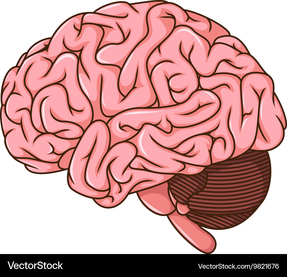 Human brain cartoon Royalty Free Vector Image - VectorStock