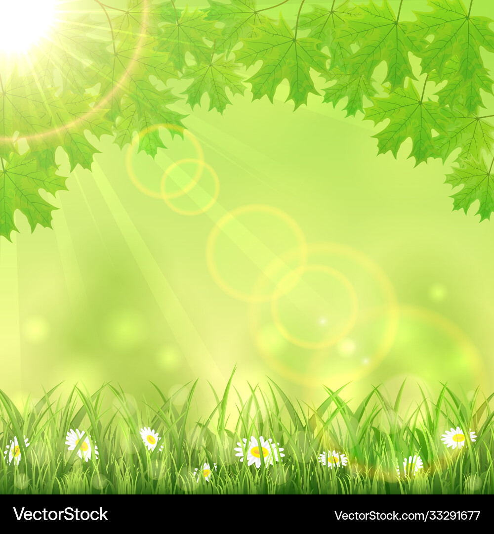 Summer green nature background – Royalty-Free Vector | VectorStock, image size:1000x1080