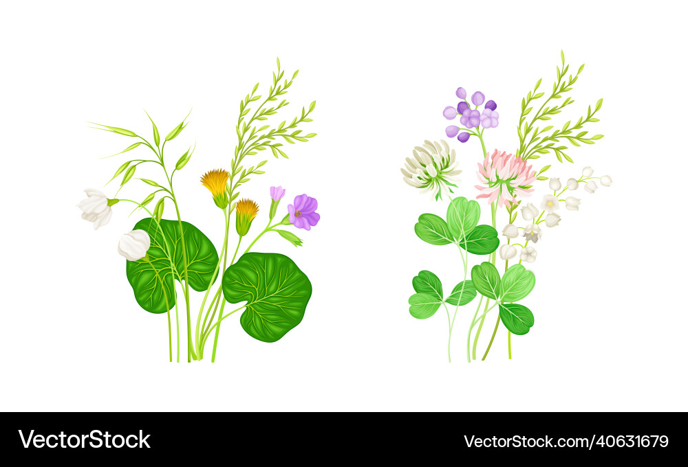 Set of ummer blooming wildflowers dandelion Vector Image