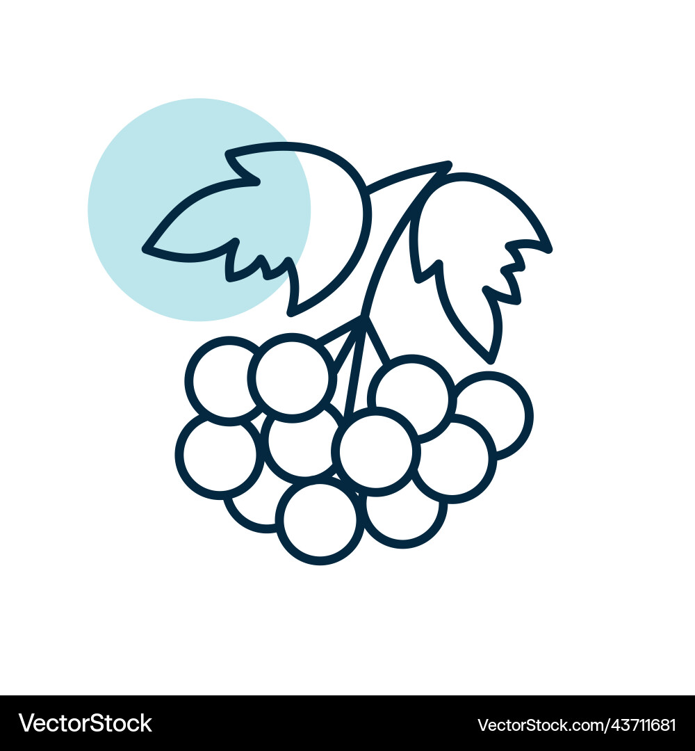 Rowan branch with berries and leaf icon graph Vector Image