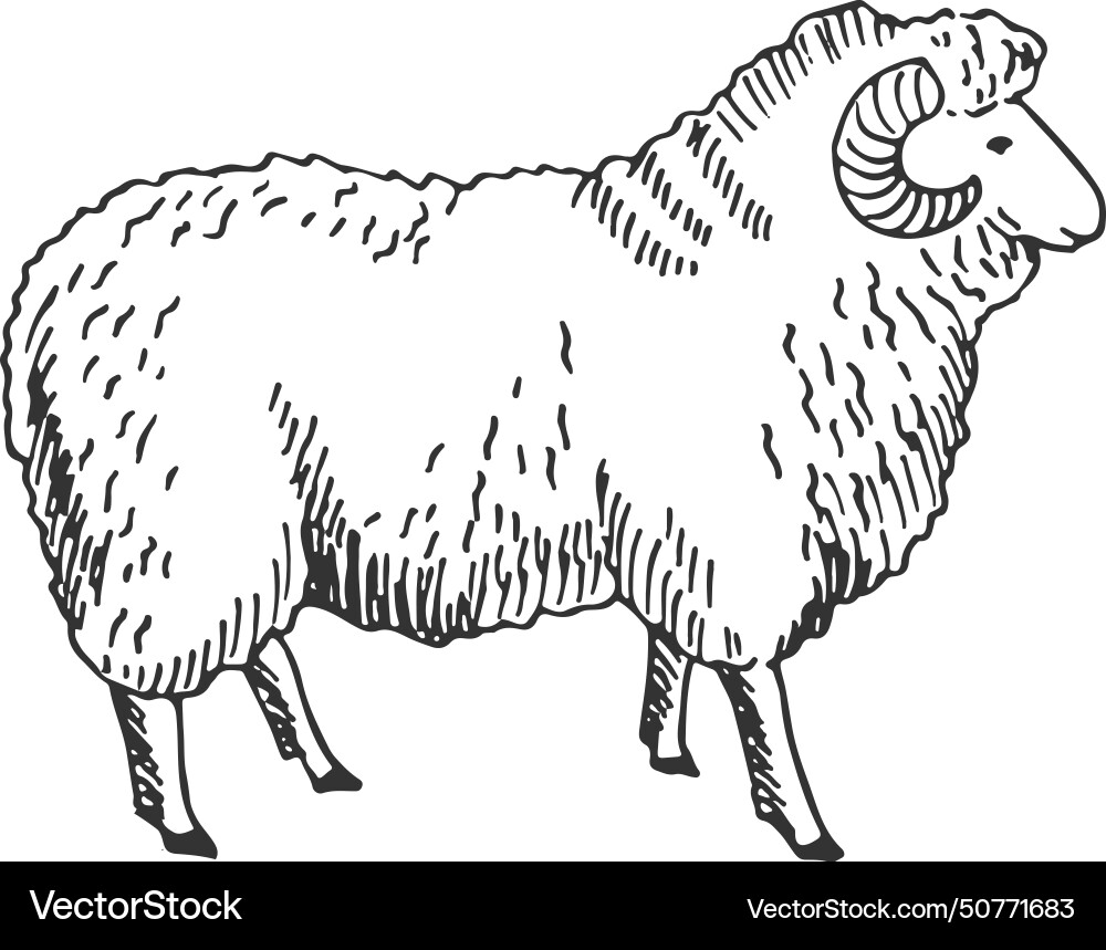 Ram Skizze gehornter Bauernhof Tierwolle Schafe Ram Skizze gehornter Bauernhof Tierwolle Schafe vektorbild
