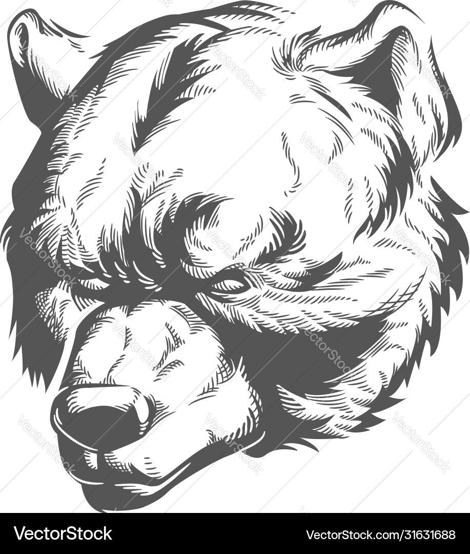Angry Grizzly Bear Head Silhouette Vector Image