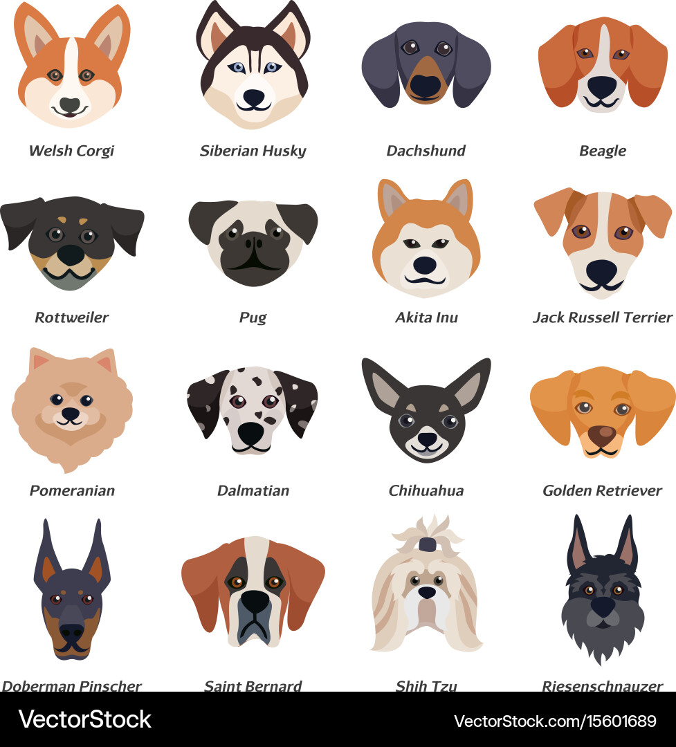 Purebred Dog Faces Icon Set Vector Image