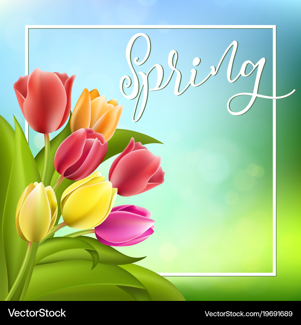 Spring text with tulip flower vector image