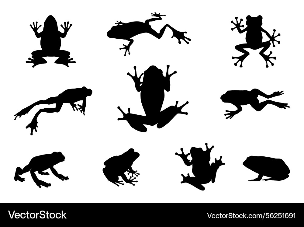 Frog silhouette on white background Vector Image