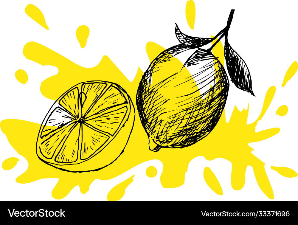 Lemon whole and in context vector image