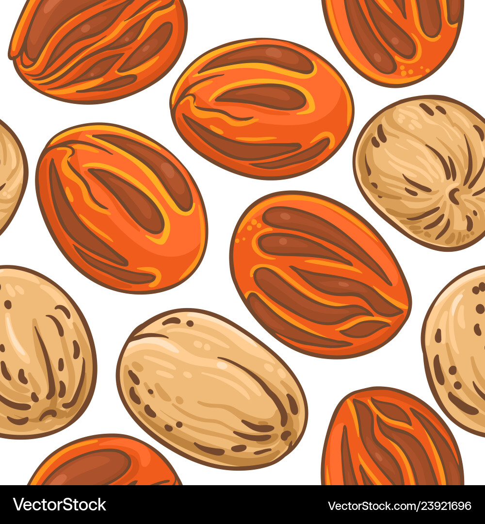 Nutmeg nuts pattern on white background Nutmeg nuts pattern on white background vector image